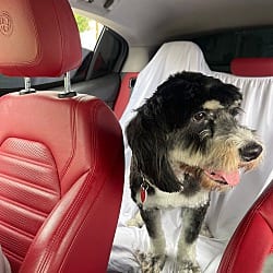 Photo of Sprocket, adoptable Poodle (Standard) Labrador Retriever in Beverly Hills, California