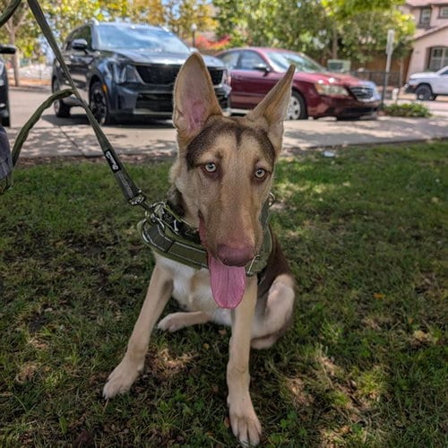 Photo of Finn, adoptable German Shepherd Dog in Alameda, California