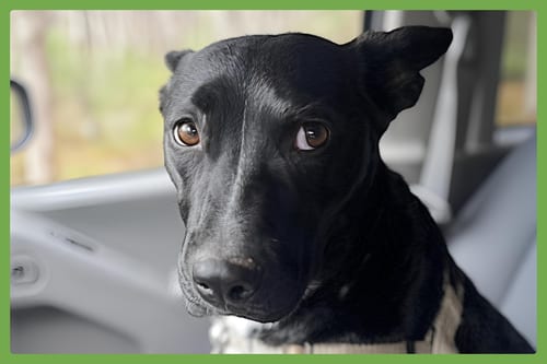 Photo of Roo, adoptable American Pit Bull Terrier in Amherst, Massachusetts
