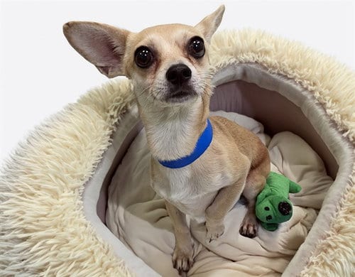 Photo of Brooklyn, adoptable Chihuahua in Ft Lauderdale, Florida
