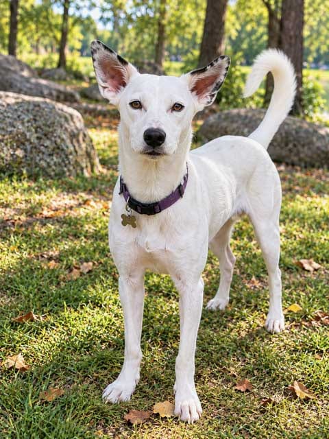 Photo of Ghost Girl, adoptable Australian Shepherd in Sussex, New Jersey