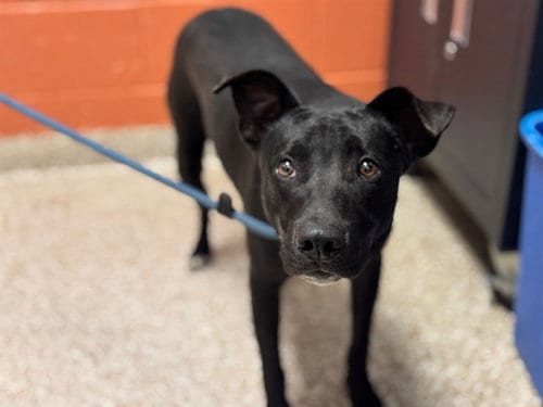 Photo of Mario, adoptable Labrador Retriever in Pueblo, Colorado