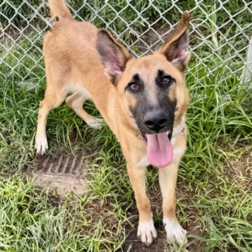 Photo of Iris, adoptable German Shepherd Dog in Houston, Texas