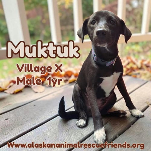 Photo of Muktuk, adoptable Spaniel in Anchorage, Alaska