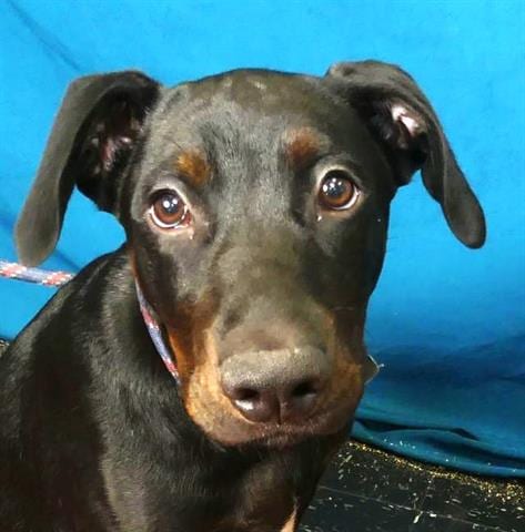 Photo of Wilber, adoptable Doberman Pinscher in Ukiah, California