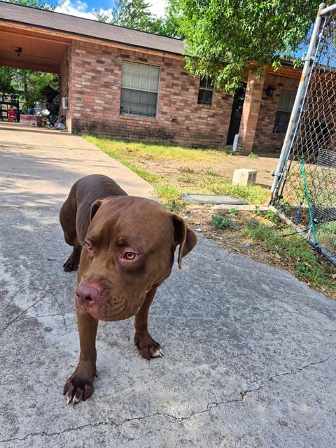 Photo of Benson, adoptable American Staffordshire Terrier in San Antonio, Texas