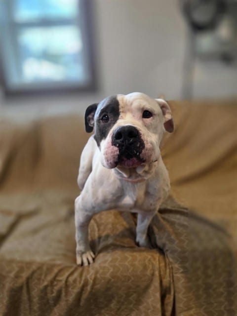 Photo of Roland, adoptable dog in Palmetto, Florida