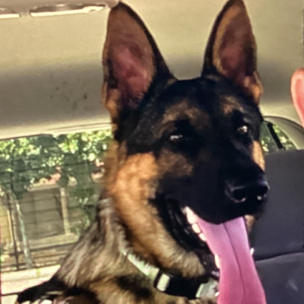 Photo of Chomper, adoptable Shepherd, German