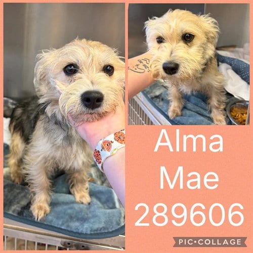 Photo of Alma Mae, adoptable Yorkshire Terrier Yorkie in Macon, Georgia