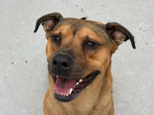 Photo of Lil Bit, adoptable Black Mouth Cur in Tulsa, Oklahoma