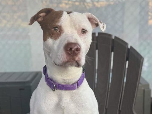 Photo of Gregory, adoptable Pit Bull Terrier in Tacoma, Washington