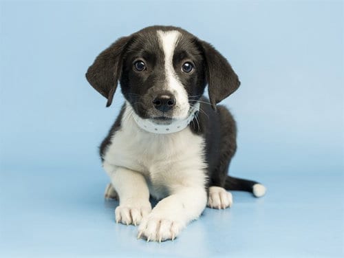 Photo of Jessica, adoptable Border Collie in Phoenix, Arizona