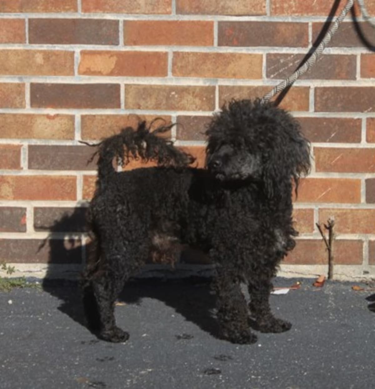 Photo of Laurel, adoptable Poodle (Miniature) in Elk Grove Village, Illinois
