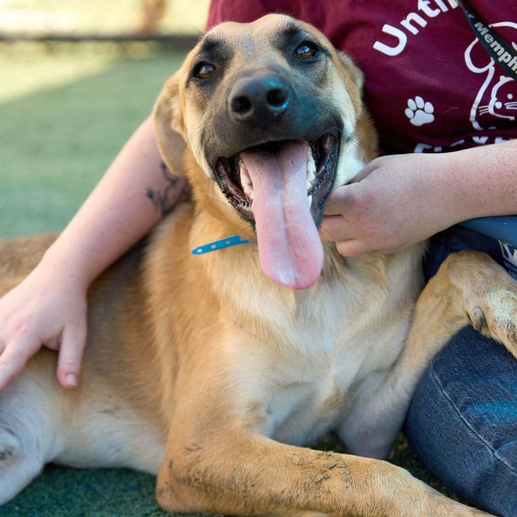 Photo of Hector, adoptable Mixed Breed (Large)