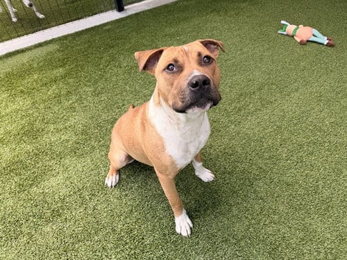 Photo of Ace, adoptable Pit Bull Terrier in Garland, Texas