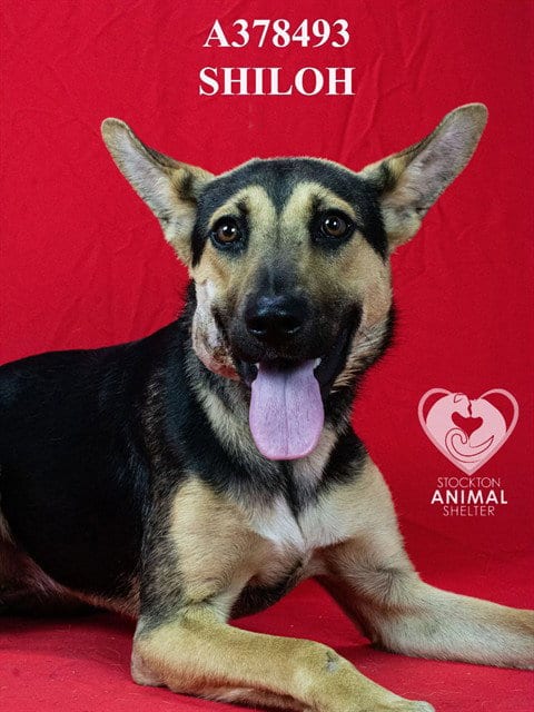 Photo of Shiloh, adoptable German Shepherd Dog in Stockton, California