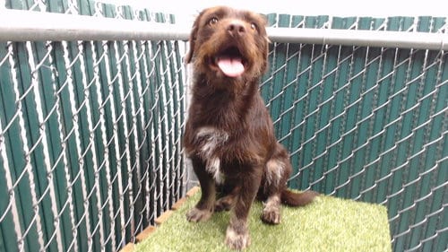 Photo of Spike, adoptable Border Terrier in Downey, California