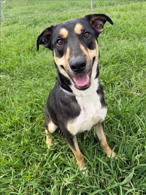 Photo of Doug, adoptable Rottweiler in Conroe, Texas
