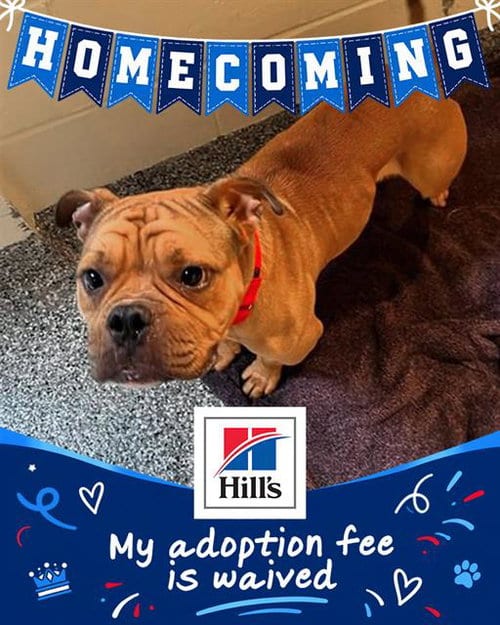 Photo of Mario, adoptable Bulldog in Brewster, Massachusetts