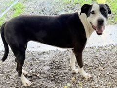 Photo of Lucy, adoptable Pit Bull Terrier in Savannah, Missouri