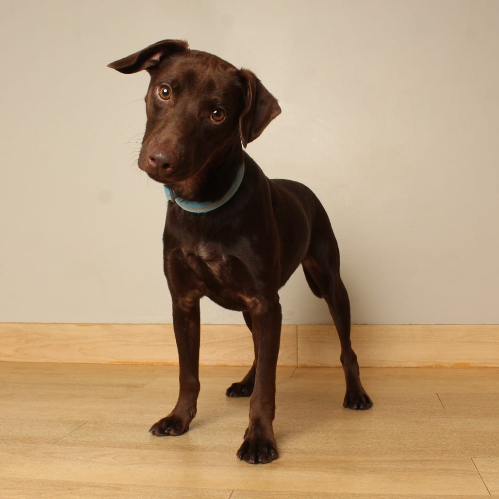 Photo of Dusty D71498, adoptable Retriever, Chocolate Labrador / Mixed Breed (Small) in Minnesota, Minnesota
