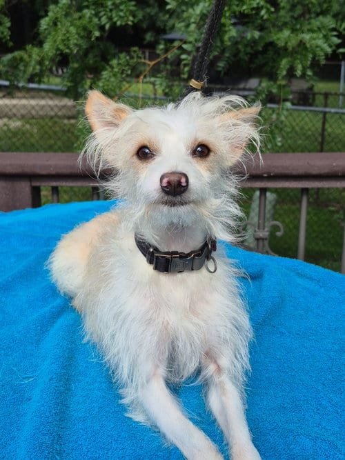 Photo of Ralph, adoptable Terrier in Hillside, Illinois
