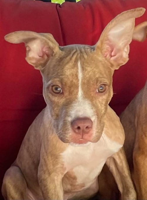 Photo of Louise 2026, adoptable Pit Bull Terrier in Wenonah, New Jersey