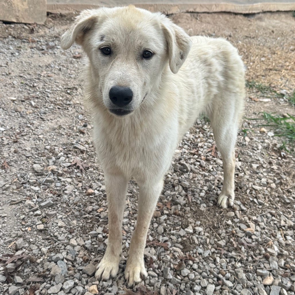 Photo of Sable, adoptable Pyrenees, Great in Pineville, Missouri