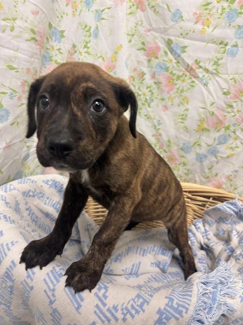 Photo of Frankie, adoptable Staffordshire Bull Terrier in Rosenberg, Texas
