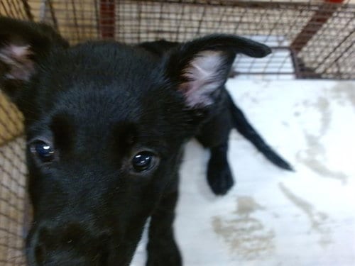 Photo of Layla, adoptable Labrador Retriever in Miami, Florida