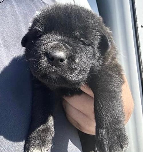 Photo of A663168, adoptable Labrador Retriever in Houston, Texas