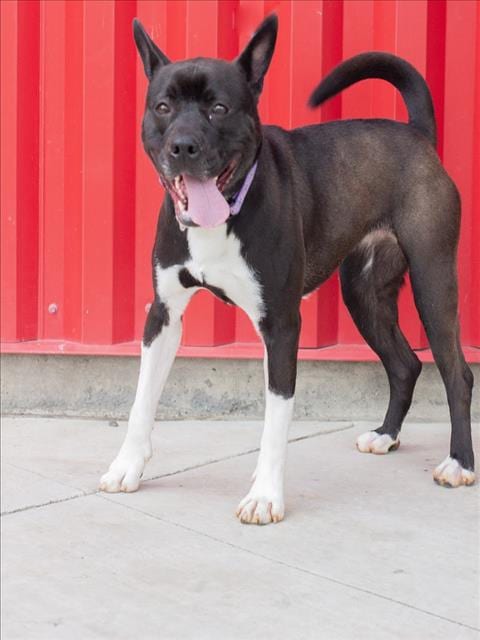 Photo of Joan, adoptable Pit Bull Terrier in Tracy, California