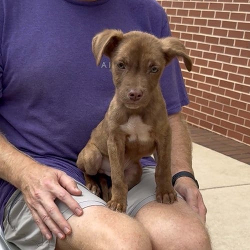 Photo of Adorable Labs Edward, adoptable Labrador Retriever in Chantilly, Virginia