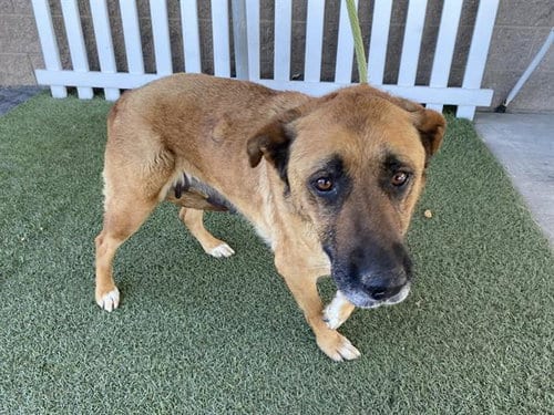 Photo of Luna, adoptable German Shepherd Dog in Modesto, California