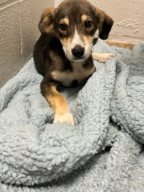 Photo of Wendy, adoptable Terrier in Newcastle, Oklahoma