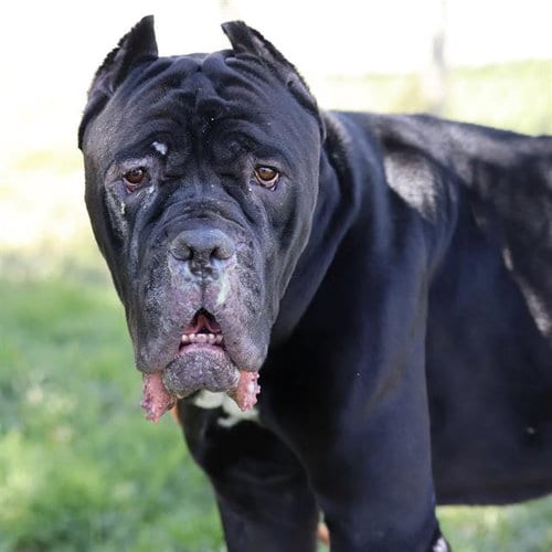 Photo of Mi Amor, adoptable Cane Corso Mastiff in Modesto, California