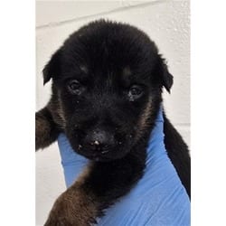 Photo of A598702, adoptable German Shepherd Dog in San Bernardino, California