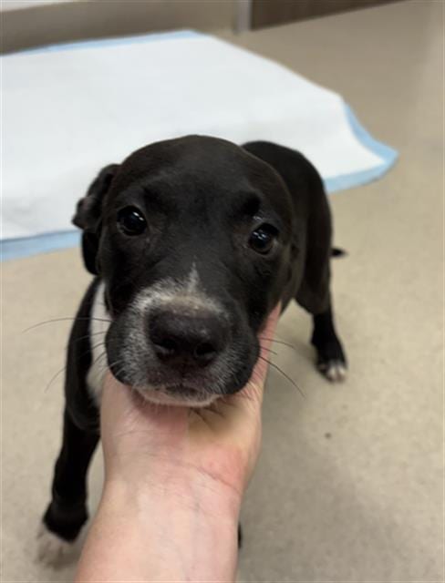 Photo of Sister, adoptable Labrador Retriever in Baytown, Texas