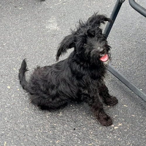 Photo of Pinky, adoptable Terrier in New Oxford, Pennsylvania
