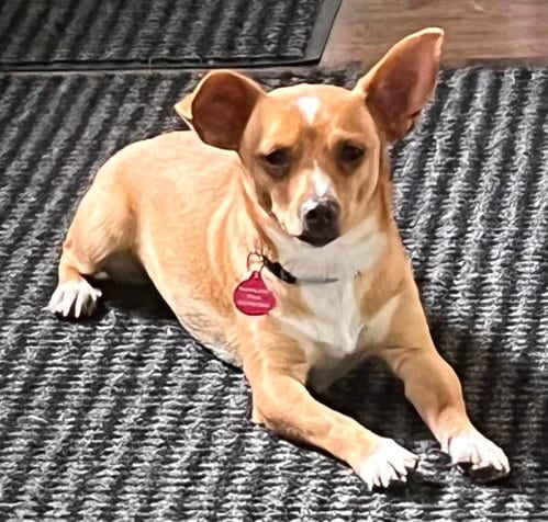 Photo of Elijah, adoptable Chihuahua in Genesee, Wisconsin