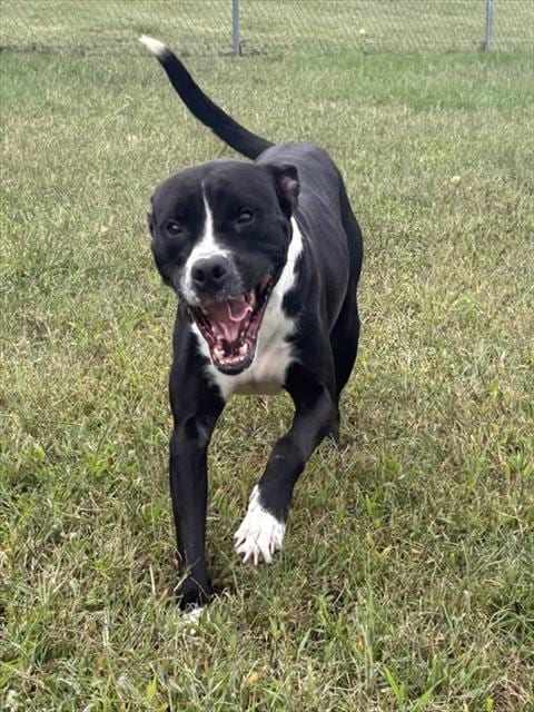 Photo of Johann, adoptable Boxer in Forestville, Maryland