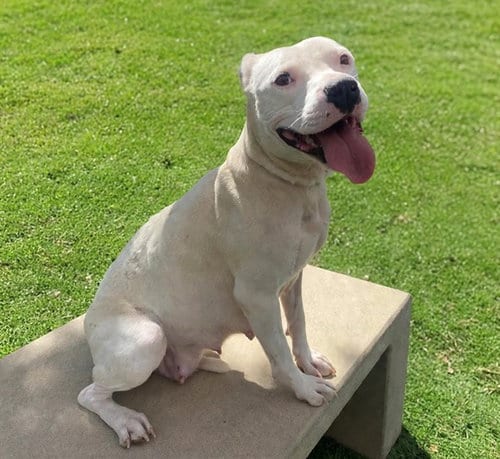 Photo of Satsuki, adoptable Pit Bull Terrier in Castaic, California