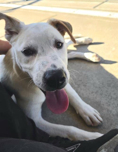 Photo of Sonny, adoptable Pit Bull Terrier in Sacramento, California