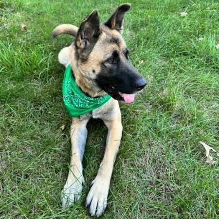 Photo of Mila (fka Andie), adoptable Shepherd, German / Akita in Iowa and surrounding states, Iowa