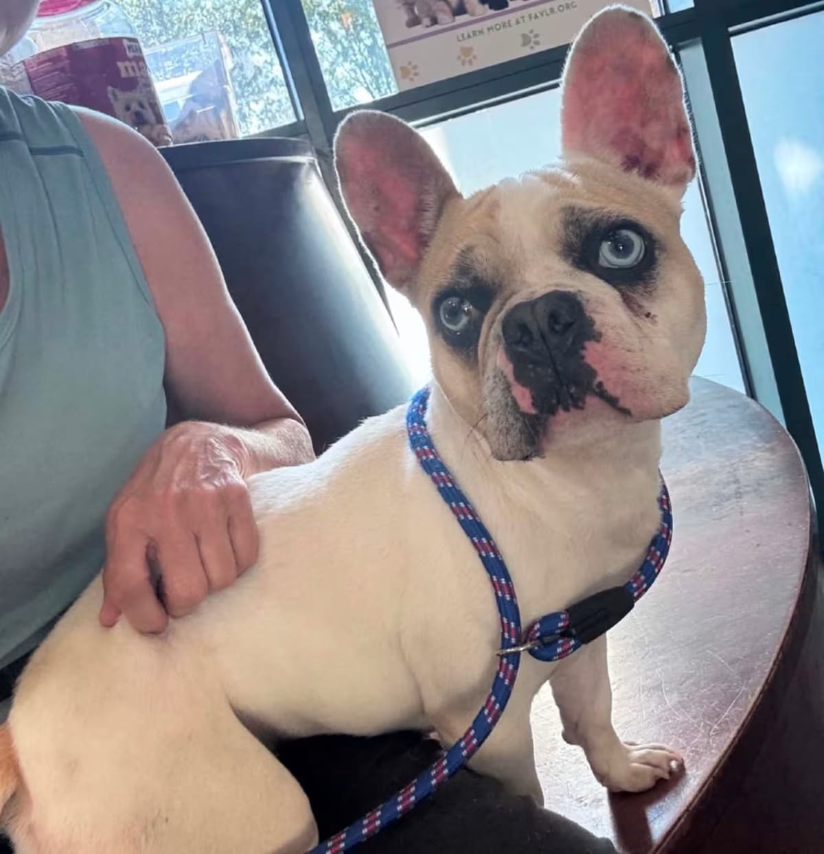 Photo of Pearl, adoptable French Bulldog in East Hartford, Connecticut