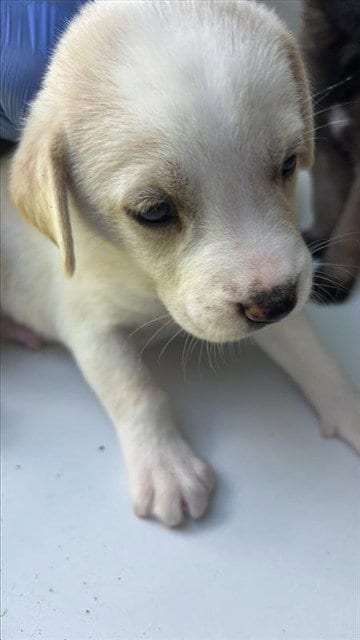 Photo of A661734, adoptable Labrador Retriever in Houston, Texas