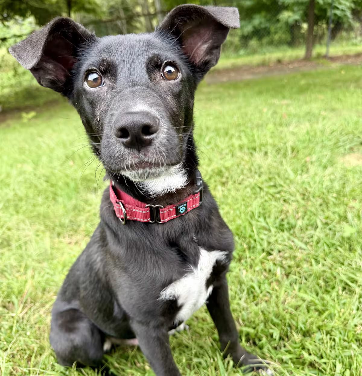 Photo of Severide, adoptable Labrador Retriever in Uxbridge, Massachusetts