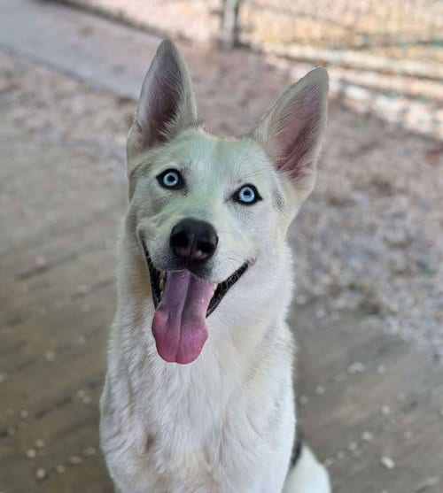 Photo of Fenrir, adoptable Siberian Husky in Matawan, New Jersey