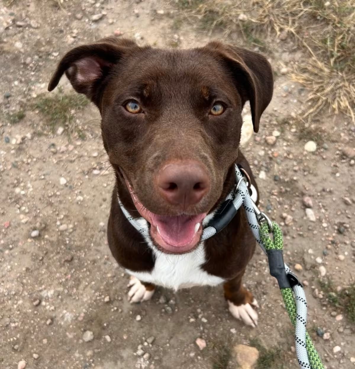 Photo of Vander, adoptable Mixed Breed (Medium) in Fort Collins, Colorado