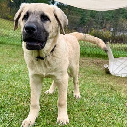 Photo of Molson, adoptable Mastiff/Great Pyrenees in Montpelier, Vermont